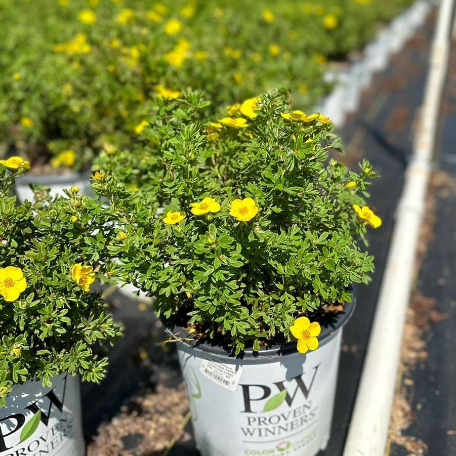 Potentilla fruticosa Happy Face®