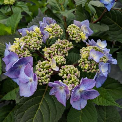 Hydrangea mac. Endless Summer® Collection Endless Summer® Twist-N-Shout®