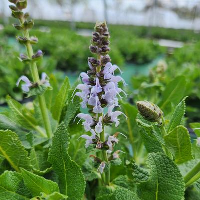 Salvia nemorosa Blue Bouquetta®