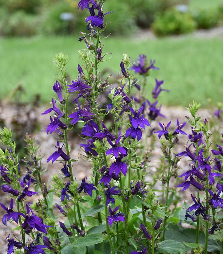 Lobelia speciosa Starship™ Blue