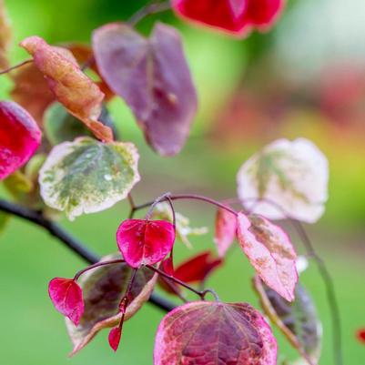 Cercis canadensis Carolina Sweetheart®