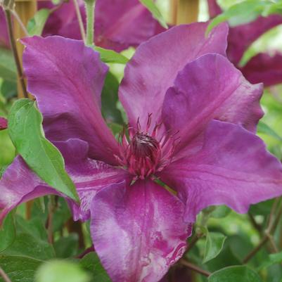 Clematis Fleuri™