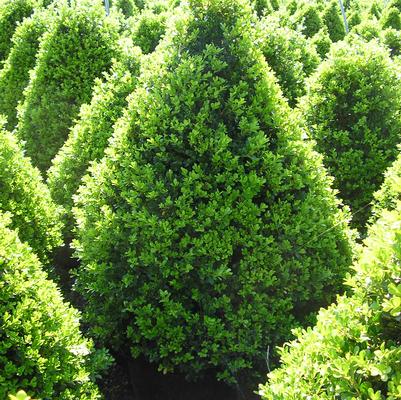 Buxus 'Cranberry Creek'