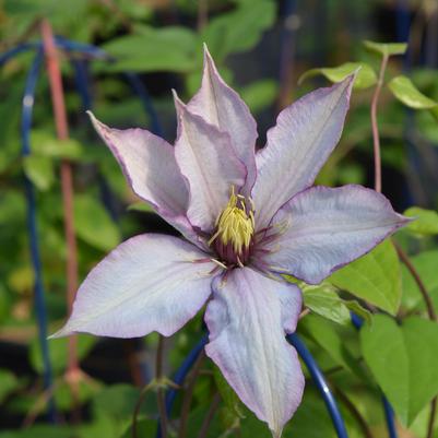 Clematis Samaritan Jo™