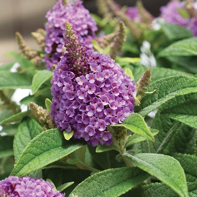 Buddleia davidii Dapper® Lavender