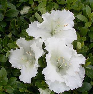 Azalea Gumpo White