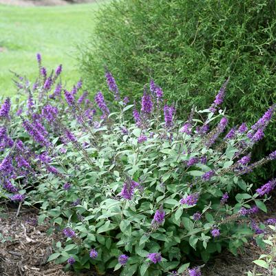 Buddleia Lo & Behold® Lo & Behold® Blue Chip Jr.