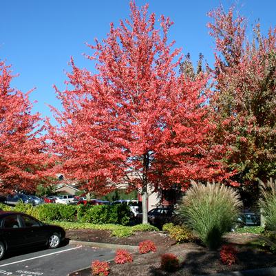 Acer rubrum Red Sunset®