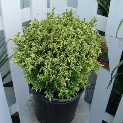 Chamaecyparis pisifera 'Cream Ball'