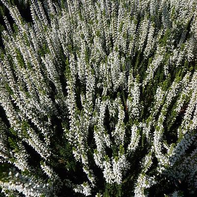 Calluna vulgaris Veluwe