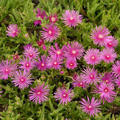 Delosperma cooperi 