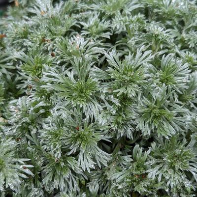 Artemisia schmidtiana Silvermound