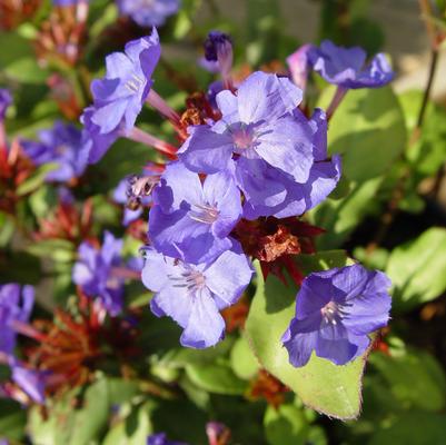 Ceratostigma plumbaginoides 