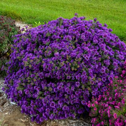 Aster novae-angliae 'Grape Crush'