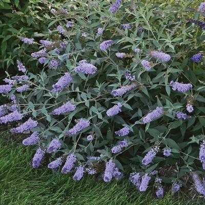 Buddleia Monarch® 'Glass Slippers'