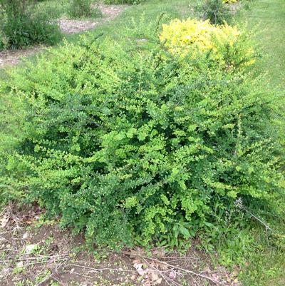 Berberis WorryFree® Mr. Green Genes®