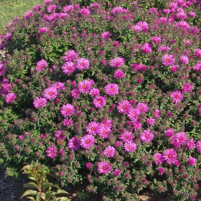 Aster novae-angliae Vibrant Dome