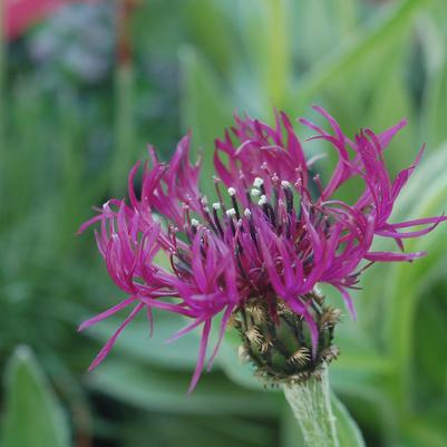 Centaurea 'Amethyst Dream'