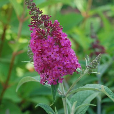 Buddleia x Miss Ruby