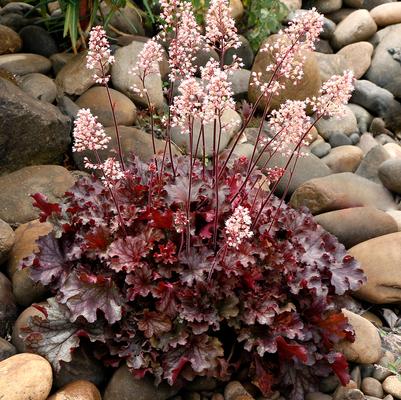 Heuchera 'Ruby Tuesday'