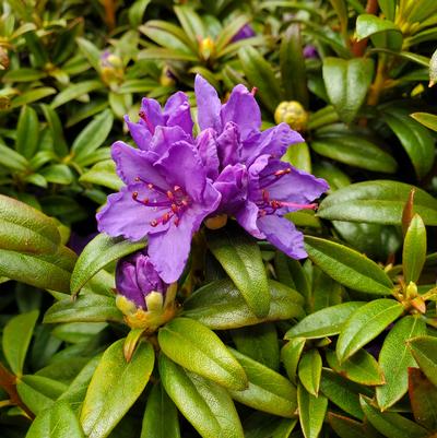 Rhododendron X Blue Baron