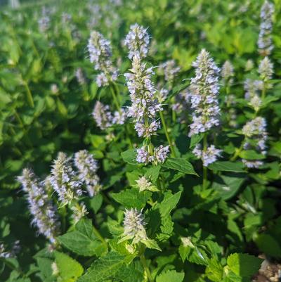 Agastache x Blue Fortune