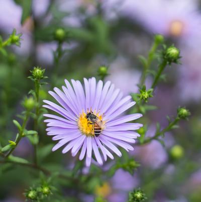 Aster novae-angliae 