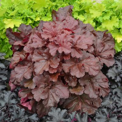 Heuchera hybrid Primo™ Primo™ 'Mahogany Monster'