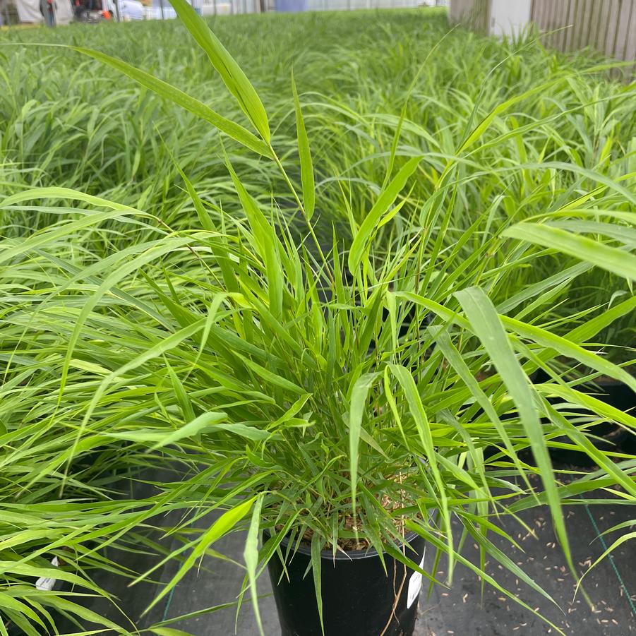 Hakonechloa macra 