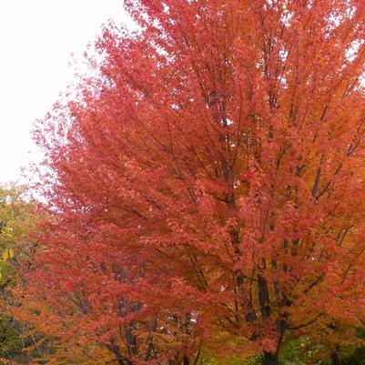 Acer x freemani Autumn Blaze®