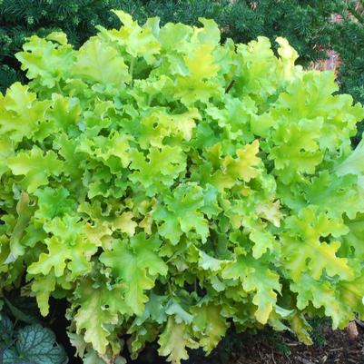 Heuchera 'Lime Marmalade'