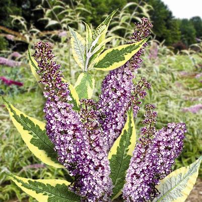 Buddleia Summer Skies