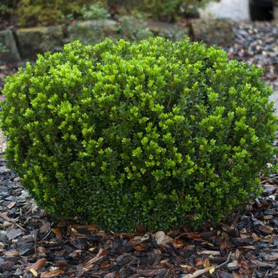 Buxus microphylla var. japonica Baby Gem™