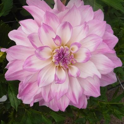 Dahlia 'Mikayla Miranda'