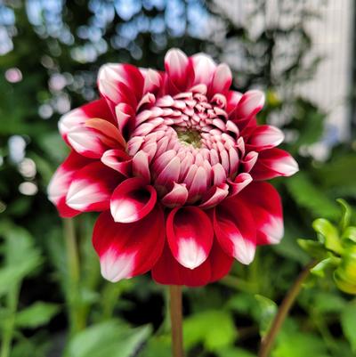 Dahlia 'Checkers'