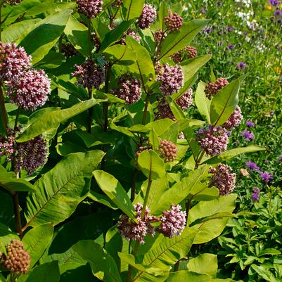 Asclepias syriaca 