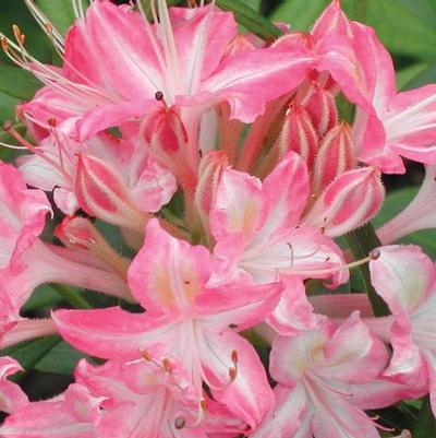 Azalea viscosum Ribbon Candy