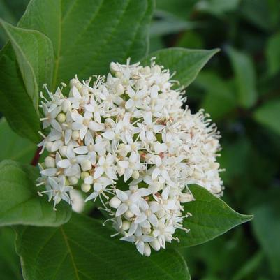 Cornus sericea 'Baileyi'