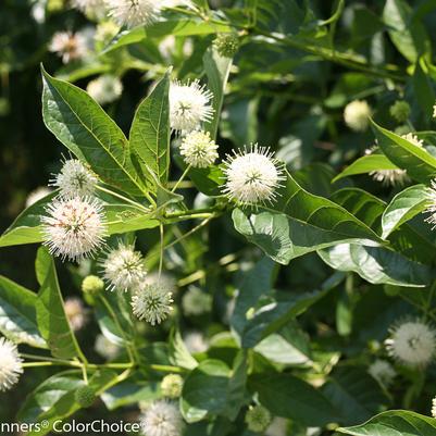 Cephalanthus occidentalis Sugar Shack®