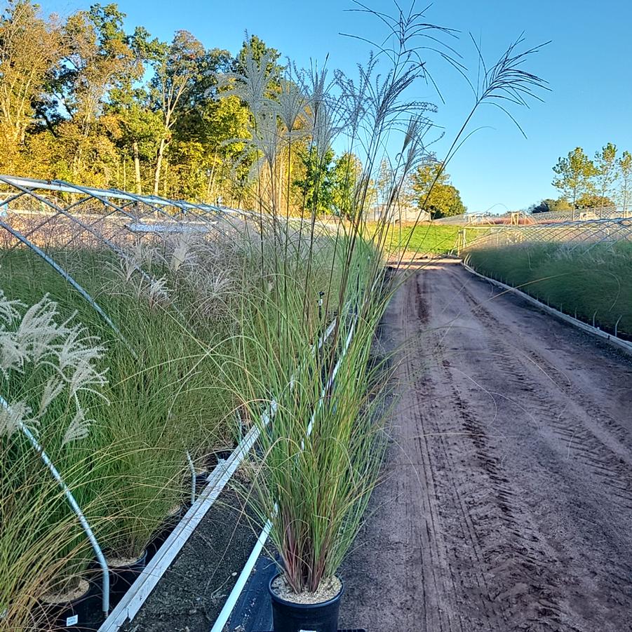 Miscanthus sinensis 'Gracillimus'