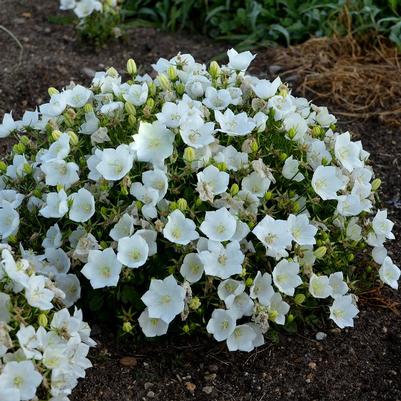 Campanula carpatica 'Rapido White'