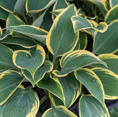 Hosta First Frost