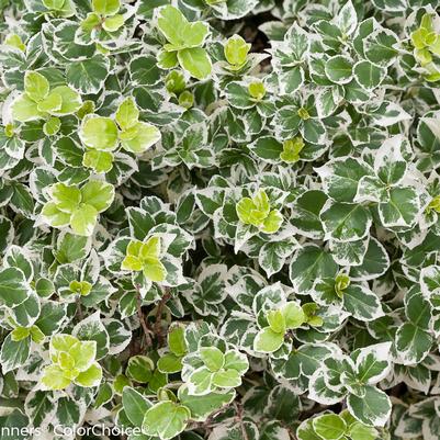 Euonymus f. White Album®