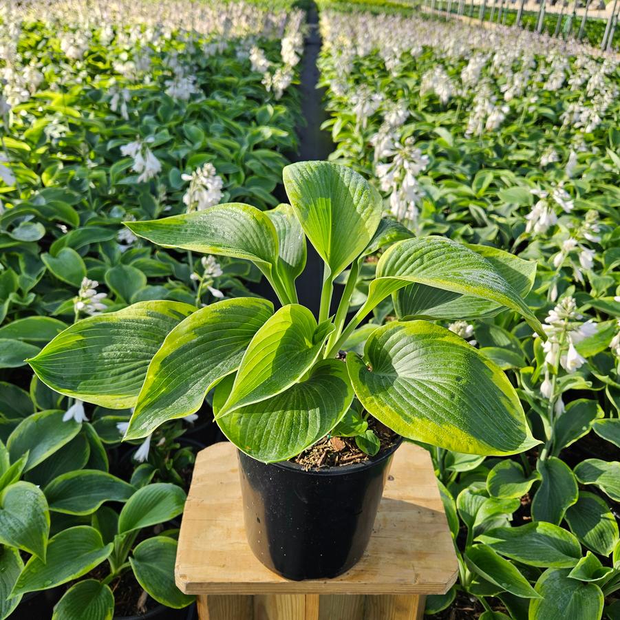 Hosta Frances Williams