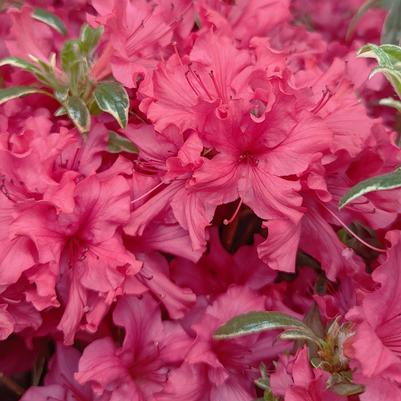 Azalea Arctic Rose