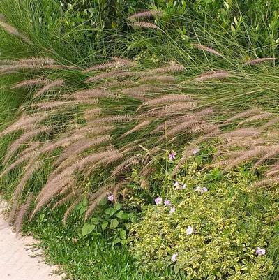 Pennisetum alopcuroides 