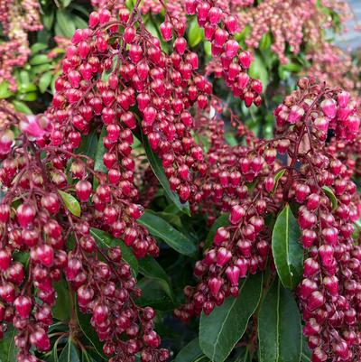 Pieris japonica Interstella®