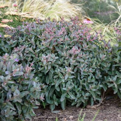 Sedum hybrid Rock 'N Grow® 'Tiramisu'