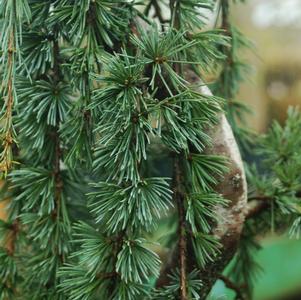 Cedrus atlantica Glauca