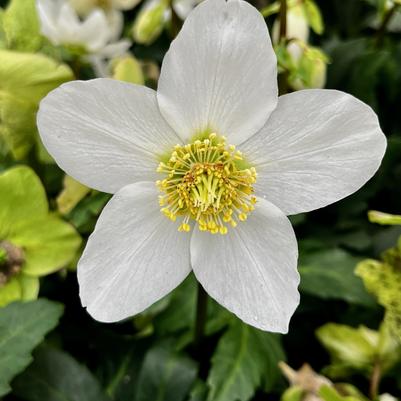 Helleborus niger HGC Jasper